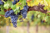 VINE BRANCHES FFRUIT. 030115