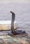 Egyptian cobra charmed at Jemaa el-Fnaa square, Marrakesh (Morocco)