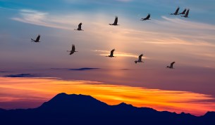 Sandhill Cranes in Flight at Sunrise Panoramic View