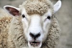 SHEEP CLOSE UP.102015