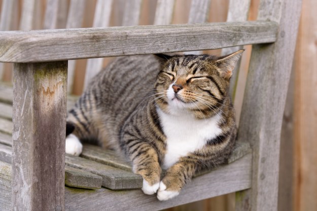 Farm cat enjoying the sun and waiting to greet visitors